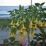 Yalos *